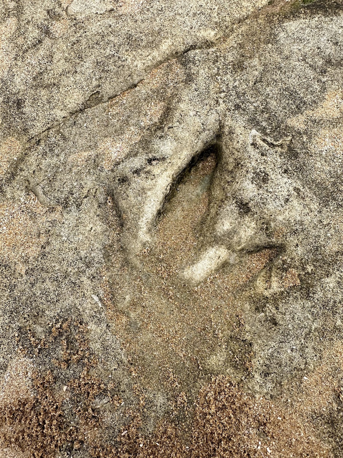 Anza Dinosaur Footprints (2026) – Best of TikTok, Instagram