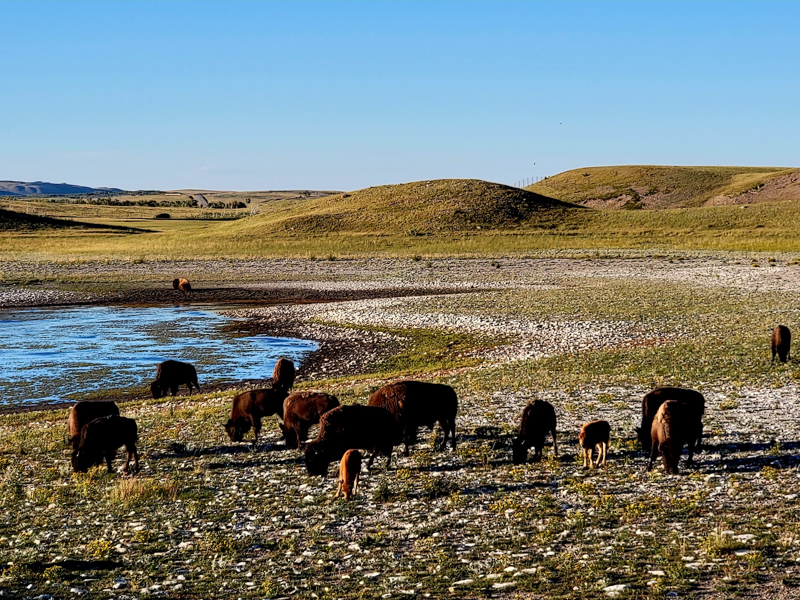 Bison Paddock Loop Road (2026) – Best of TikTok, Instagram & Reddit ...