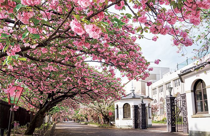 Japan Mint Cherry Blossom Tunnel Osaka (2025) – Best of TikTok