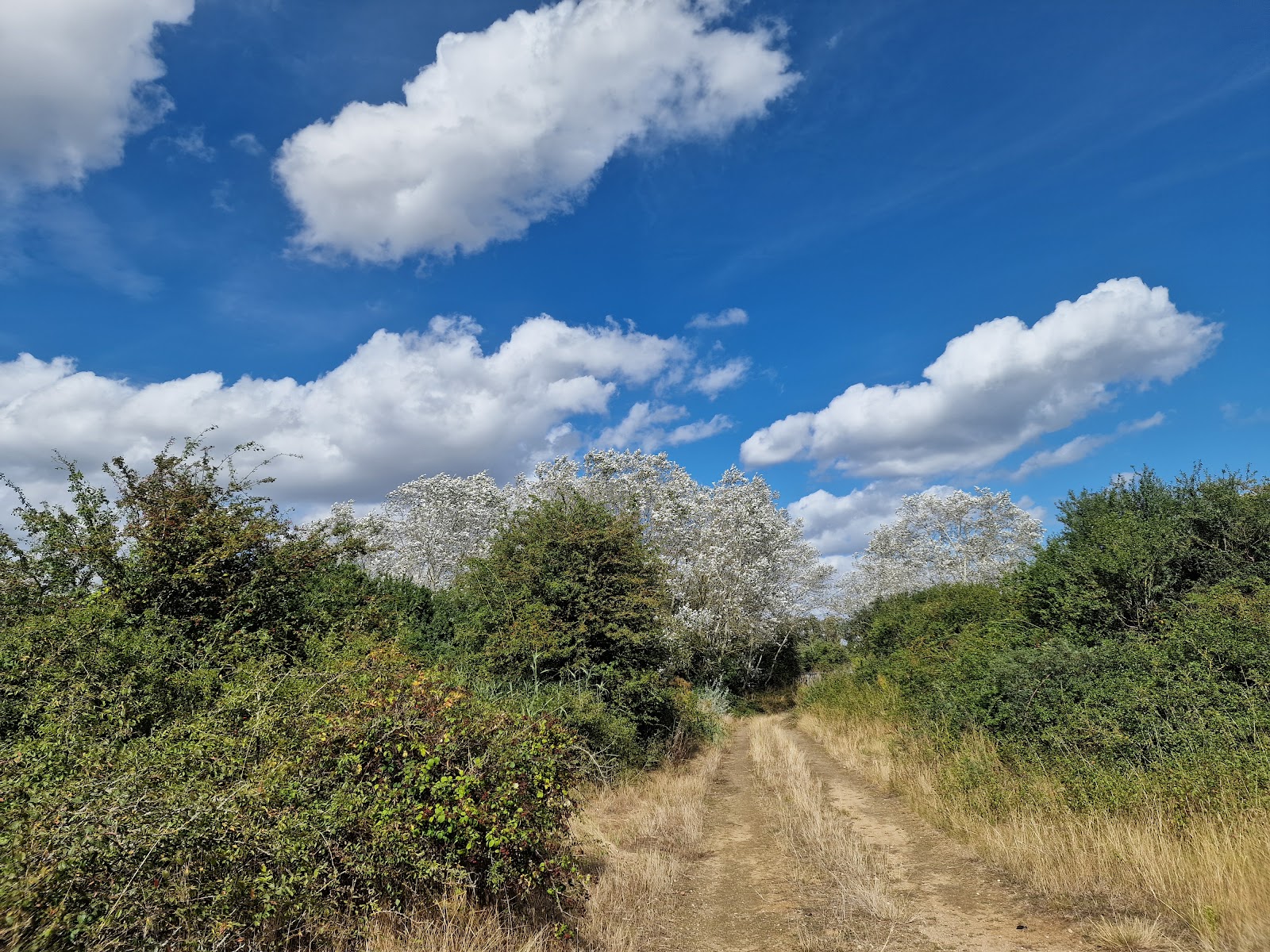Canvey Wick Nature Reserve 2026 Best Of TikTok Instagram Reddit canvey-wick-nature-reserve-2026-best-of-tiktok-instagram-reddit