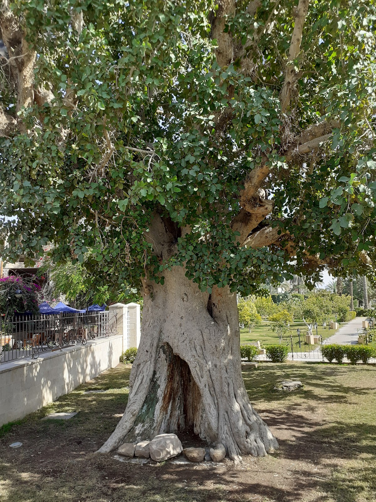 Zaccheus' Tree Jericho Palestine (2026) Best of TikTok, Instagram