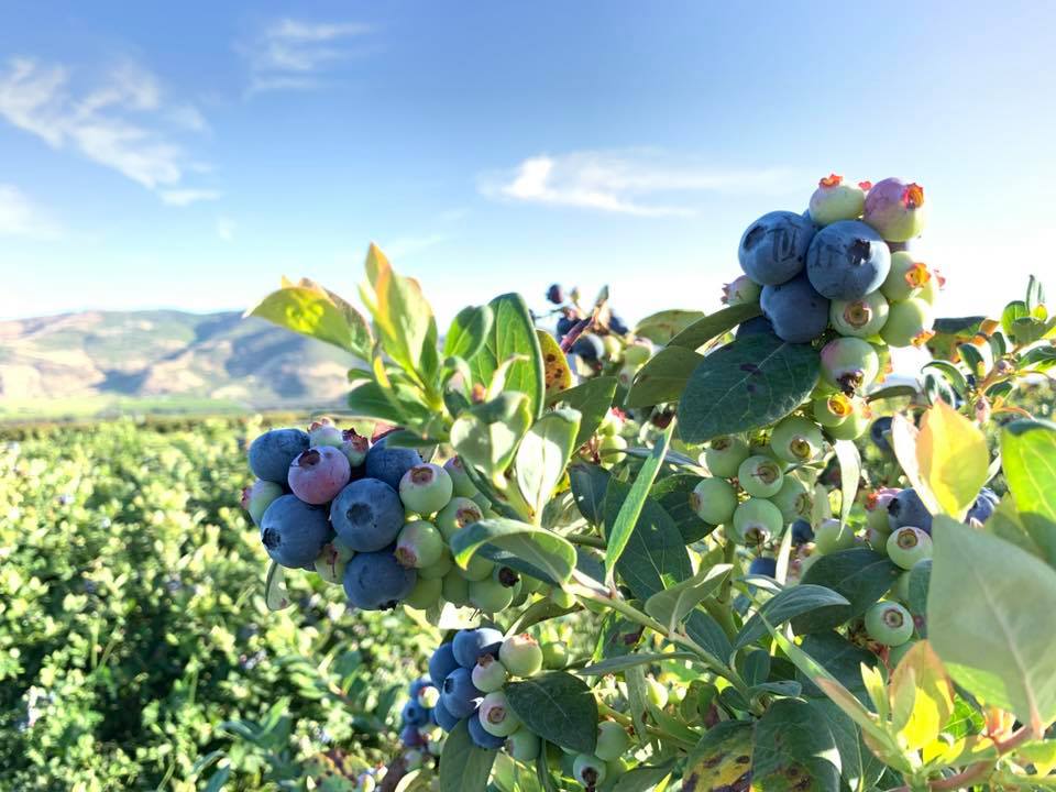 Blue Raspberry Ranch Gerry Ranch Blueberry U-Pick (2026) – Best of TikTok, Instagram ...