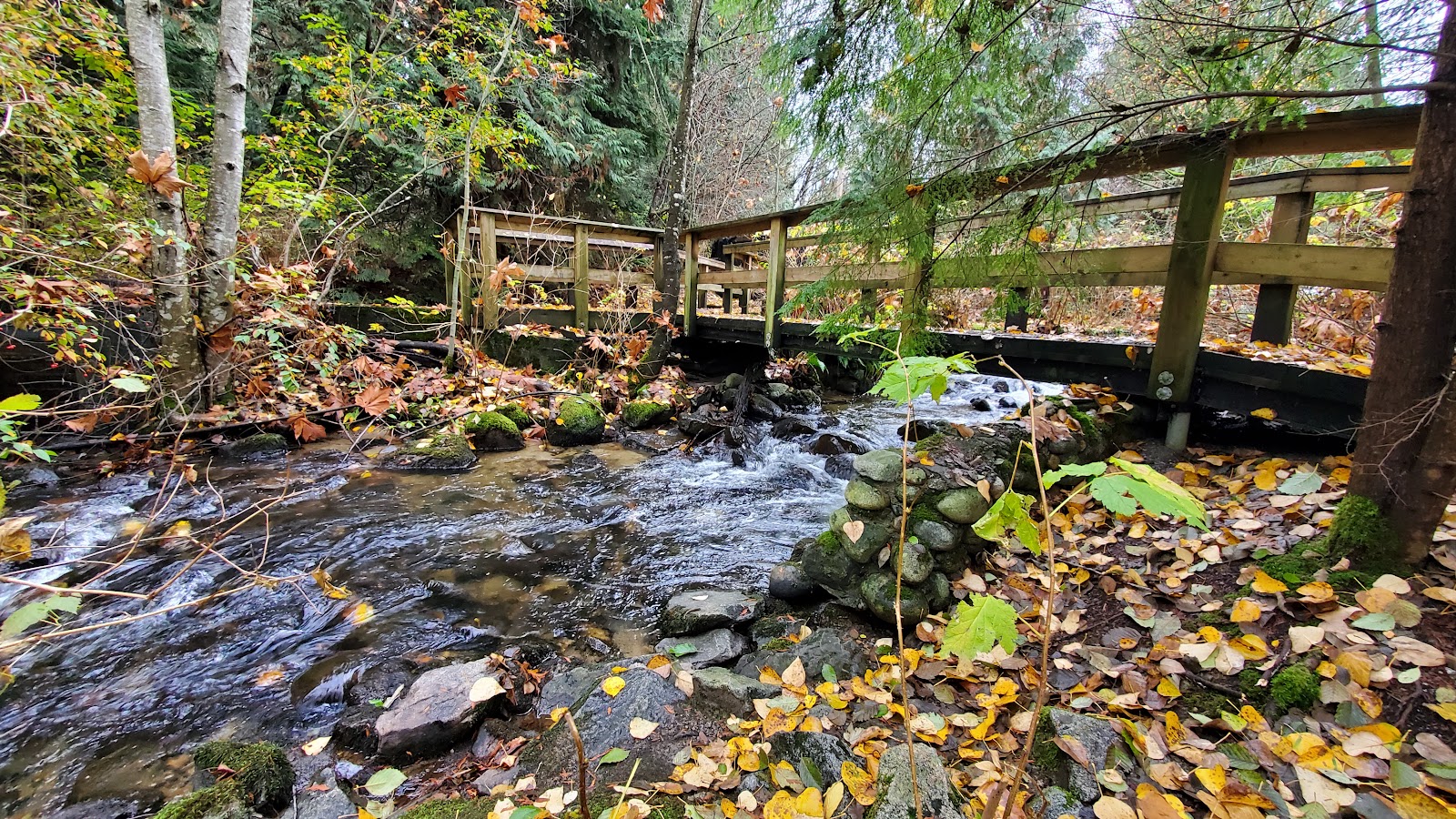 Scott Creek Ravine Trail (2026) – Best of TikTok, Instagram & Reddit