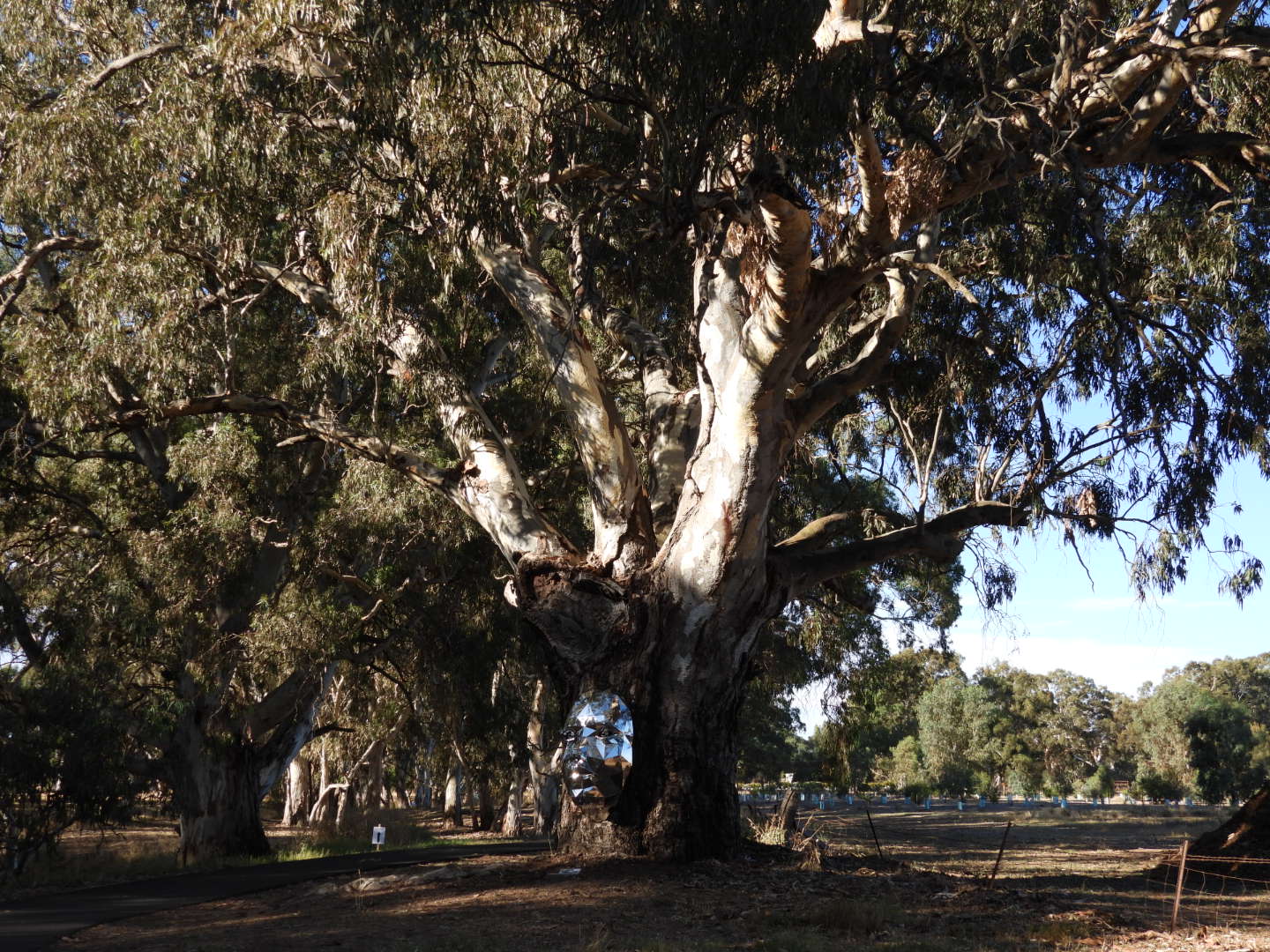 Barossa Bushgardens (2026) – Best of TikTok, Instagram & Reddit Travel ...