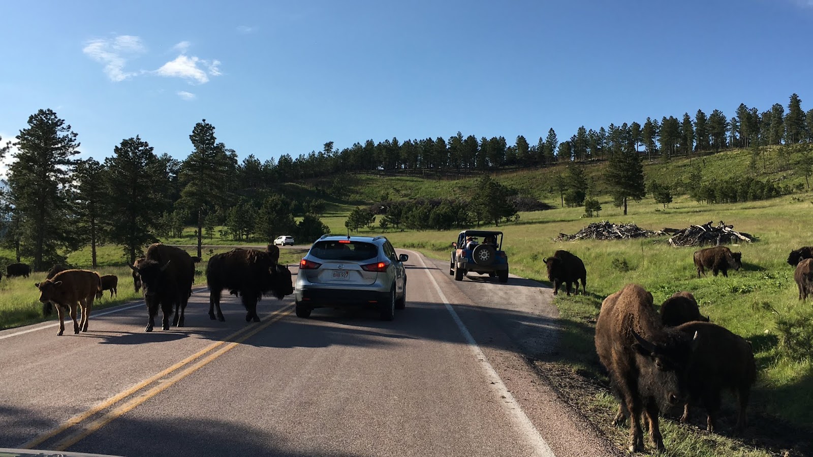 Custer Loop Custer State Park Wildlife Loop (2026) – Best of TikTok, Instagram ...