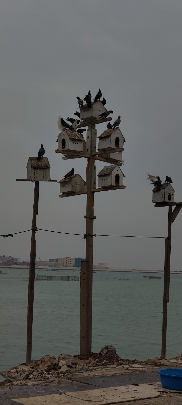 Hidd Beach Bahrain (2026) – Best of TikTok, Instagram & Reddit Travel Guide