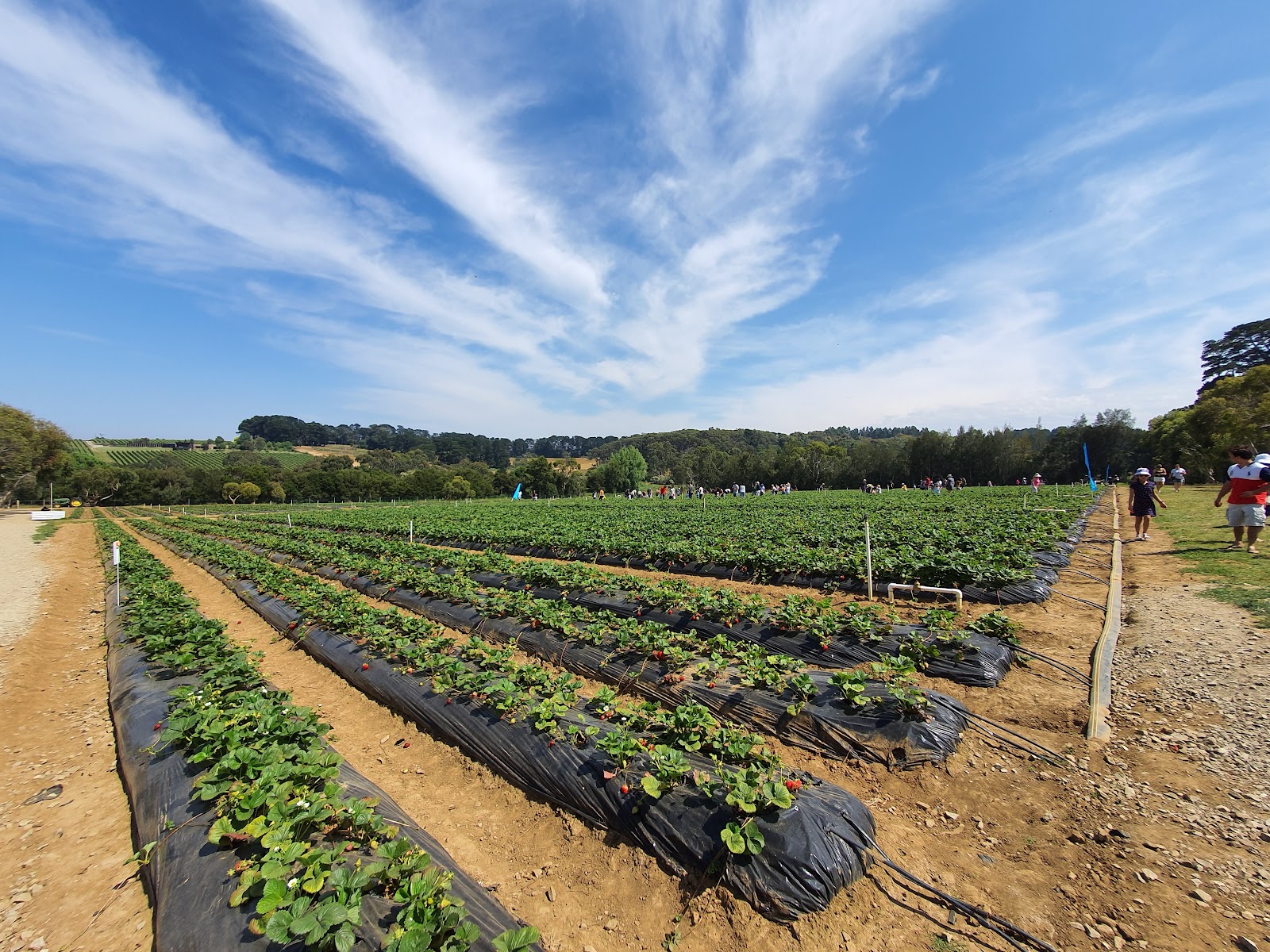 Sunny Ridge Sunny Ridge Strawberry Farm (2026) – Best of TikTok, Instagram & Reddit ...