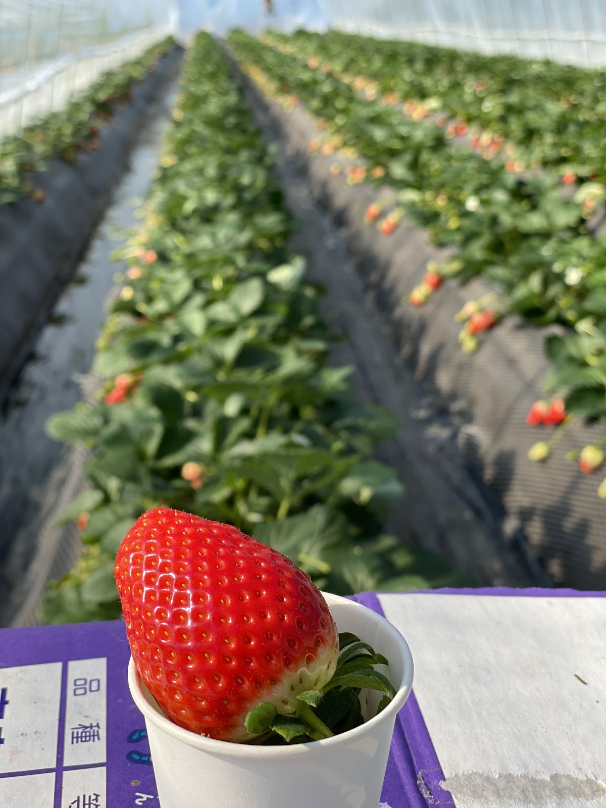 Ichigo-no-Sato Farm Strawberry Picking (2025) – Best of TikTok