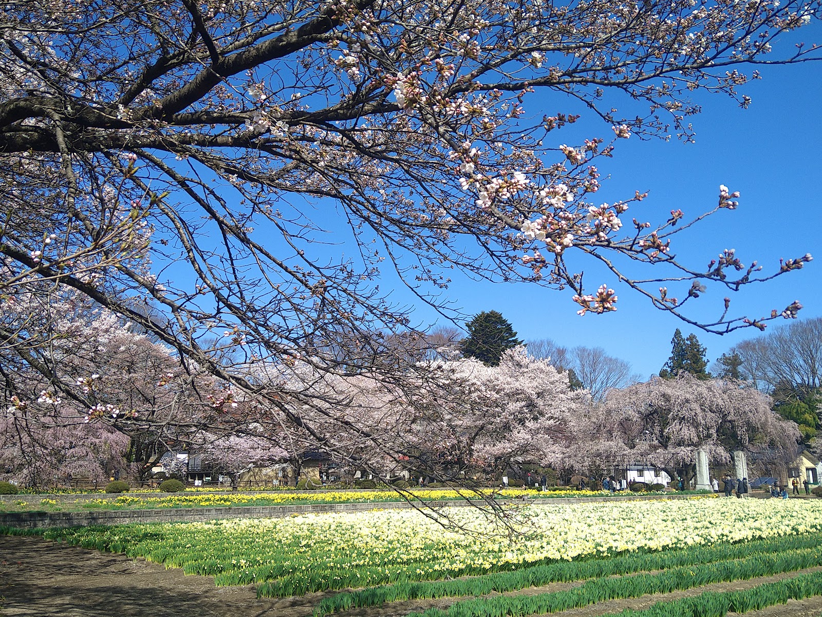Jisso-ji Temple Yamataka Jindai-zakura (2025) – Best of TikTok