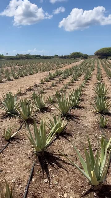 aloe vera drink detox Patanjali Aloe Vera Juice with Fiber for Digestion & Detox main image 1