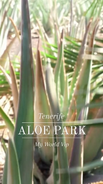 Aloe Park Tenerife (2026)  Best of TikTok, Instagram & Reddit Travel Guide