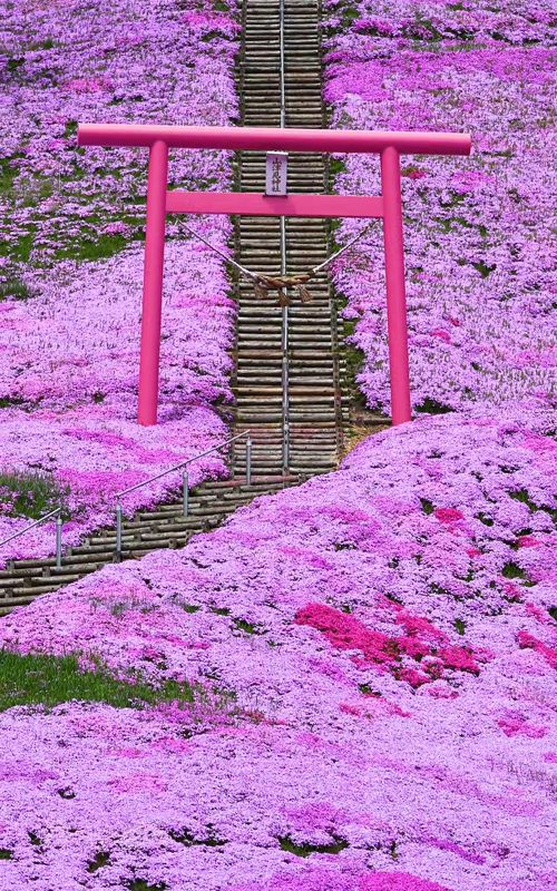 レイドジャパン ヒバラピンクワカサギ HIBARA PINK WAKASAGI 限定！RAIDJAPAN、DODGE、HIBARA PINK WAKASAGI、