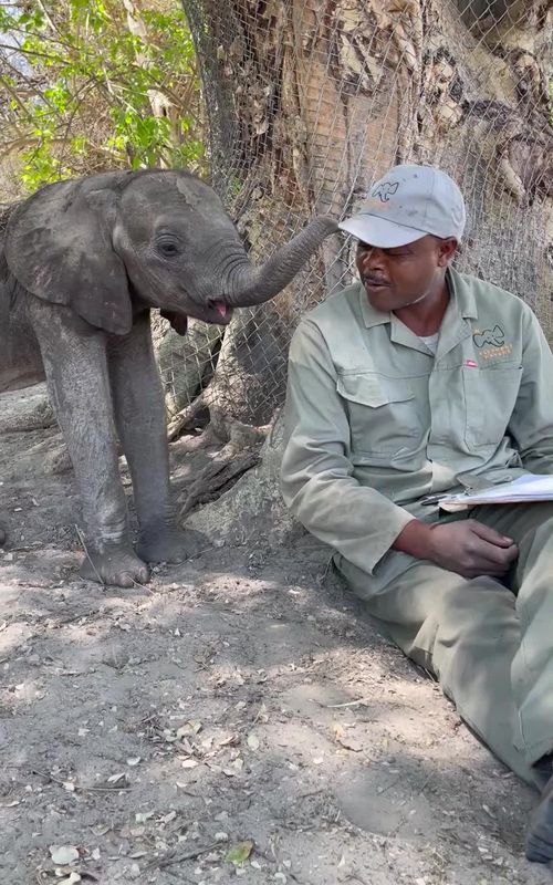 Elephant Transit Home Udawalawe (2025) – Best of TikTok ...