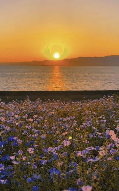 Maishima Seaside Park Osaka (2025) – Best of TikTok, Instagram