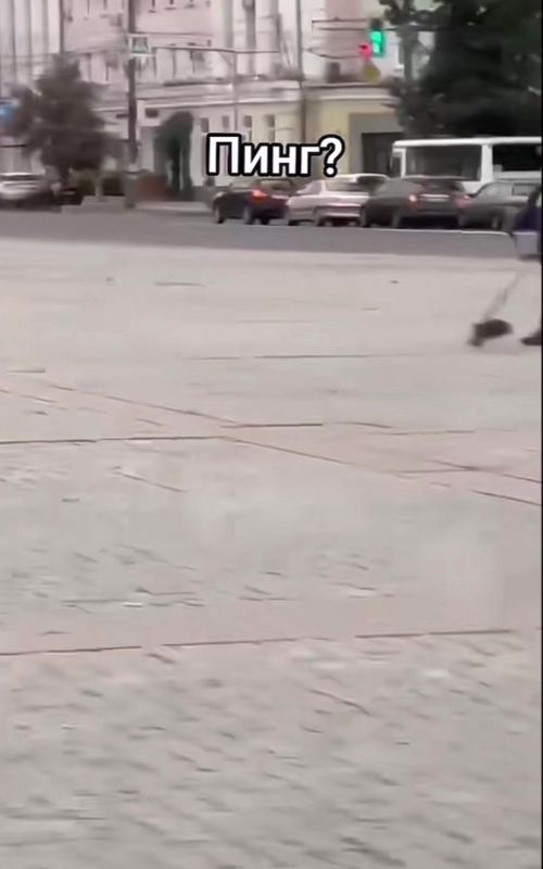 Mening xojayinimning iflos mushuki